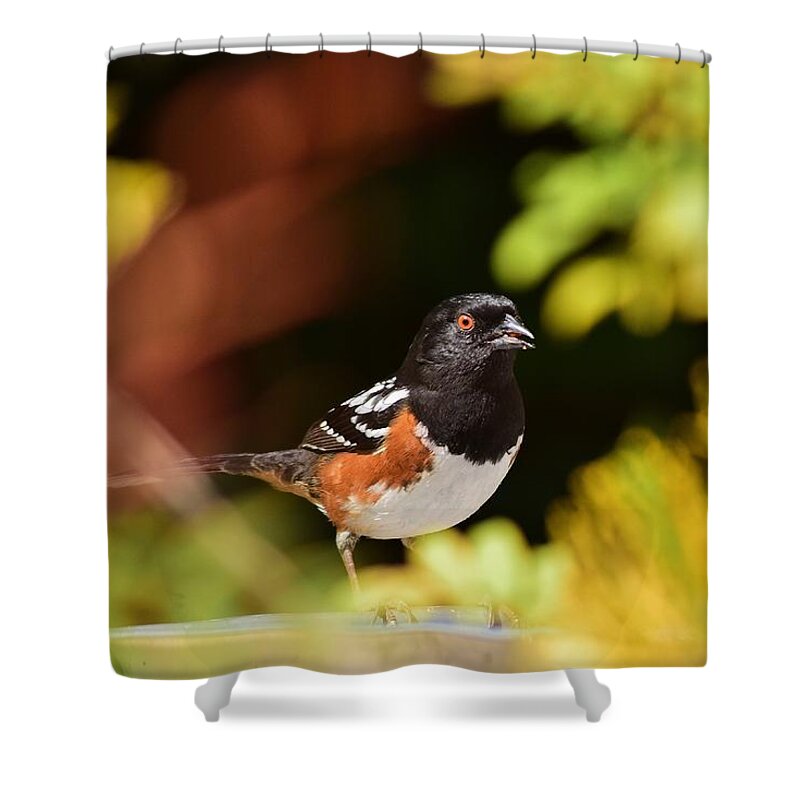 Linda Brody Shower Curtain featuring the photograph Spotted Towhee 1 by Linda Brody