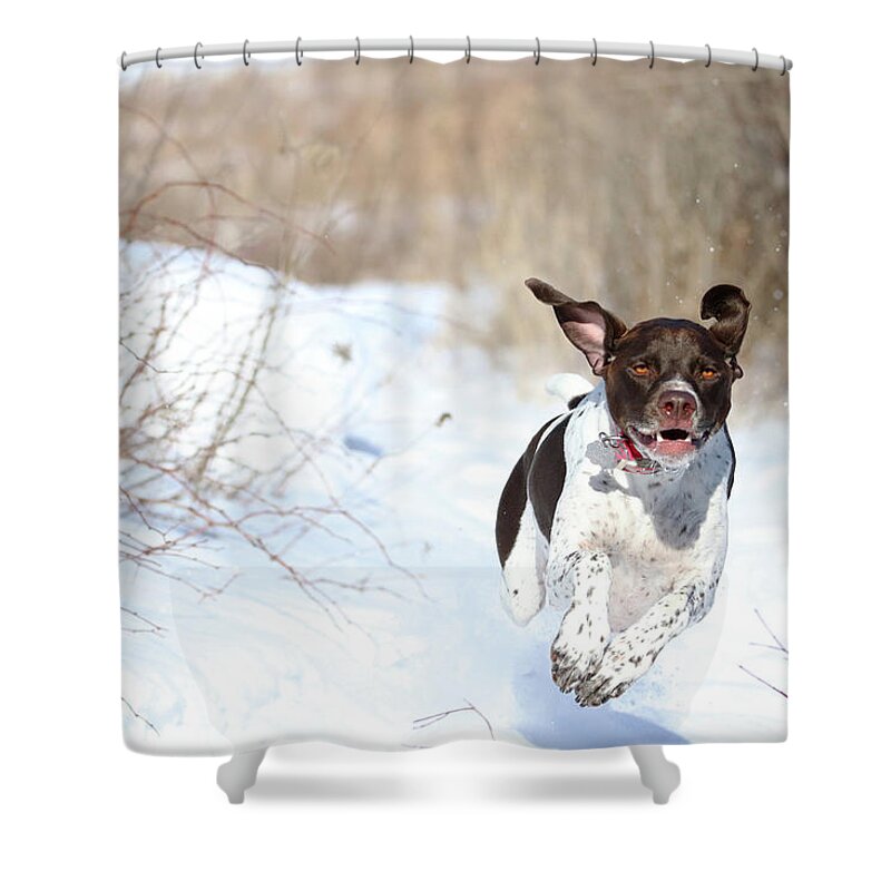 German Shorthaired Pointer Shower Curtain featuring the photograph Run Millie Run by Brook Burling