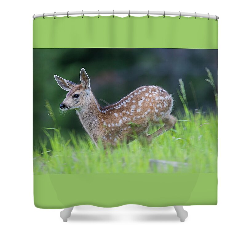 Mark Miller Photos Shower Curtain featuring the photograph Stotting Fawn by Mark Miller
