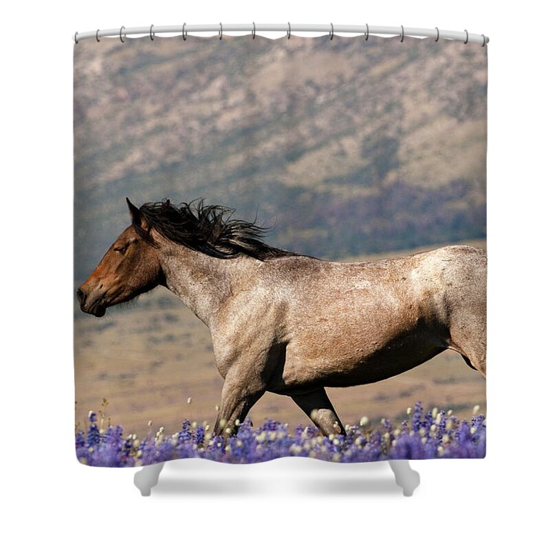 Wild Horse Free Range Montana Shower Curtain featuring the photograph Running Wild- Wild Stallion by Mark Miller