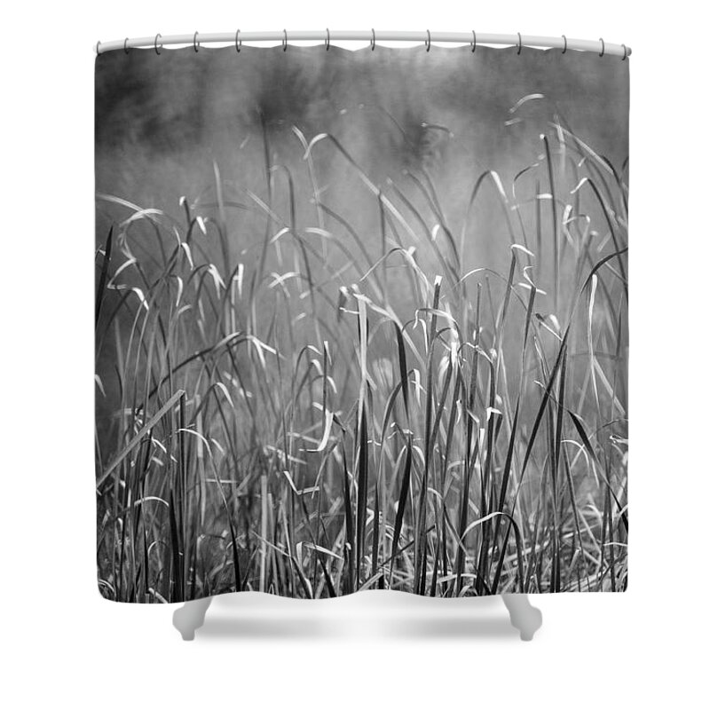 Rushes Shower Curtain featuring the photograph Rushes by Mike Evangelist