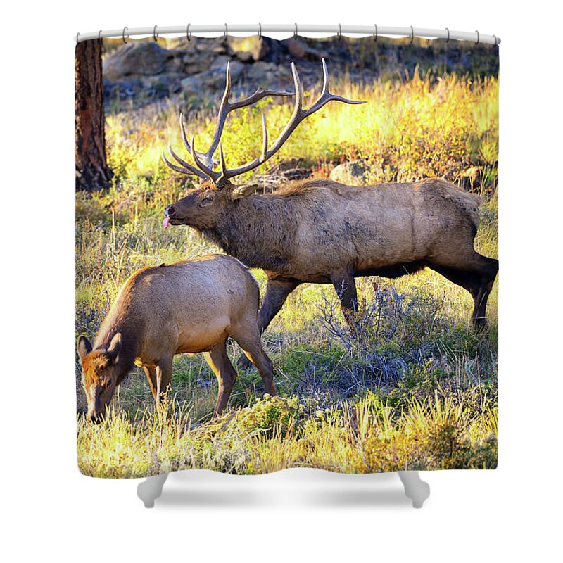 Elk Shower Curtain featuring the photograph Rutting Bull by Greg Norrell