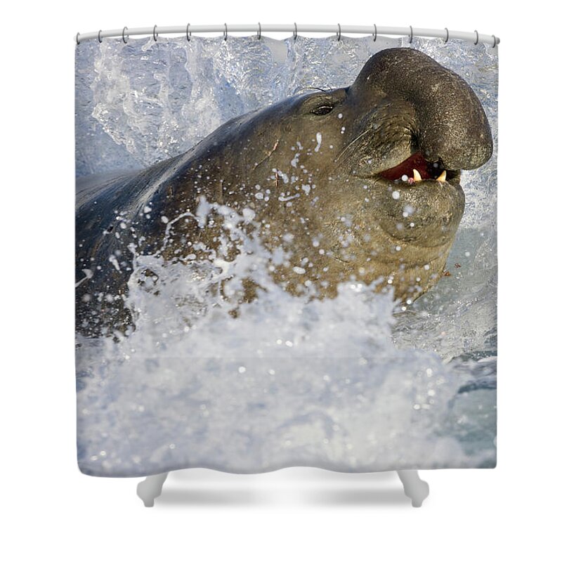 00420018 Shower Curtain featuring the photograph Elephant Seal in the Surf by Yva Momatiuk John Eastcott