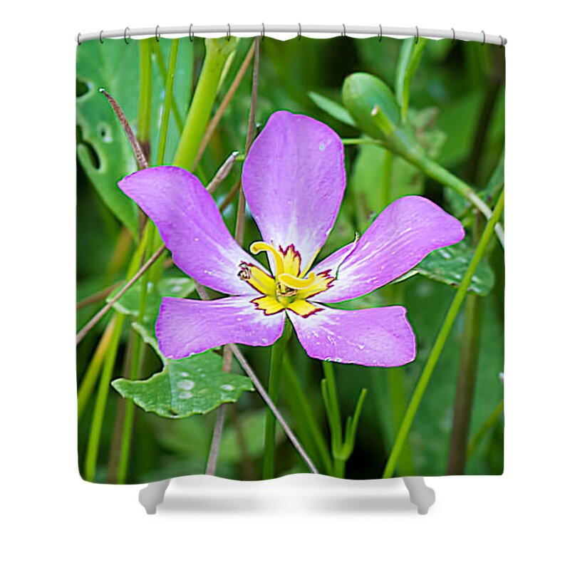 Nature Shower Curtain featuring the photograph Sabatia by Kenneth Albin