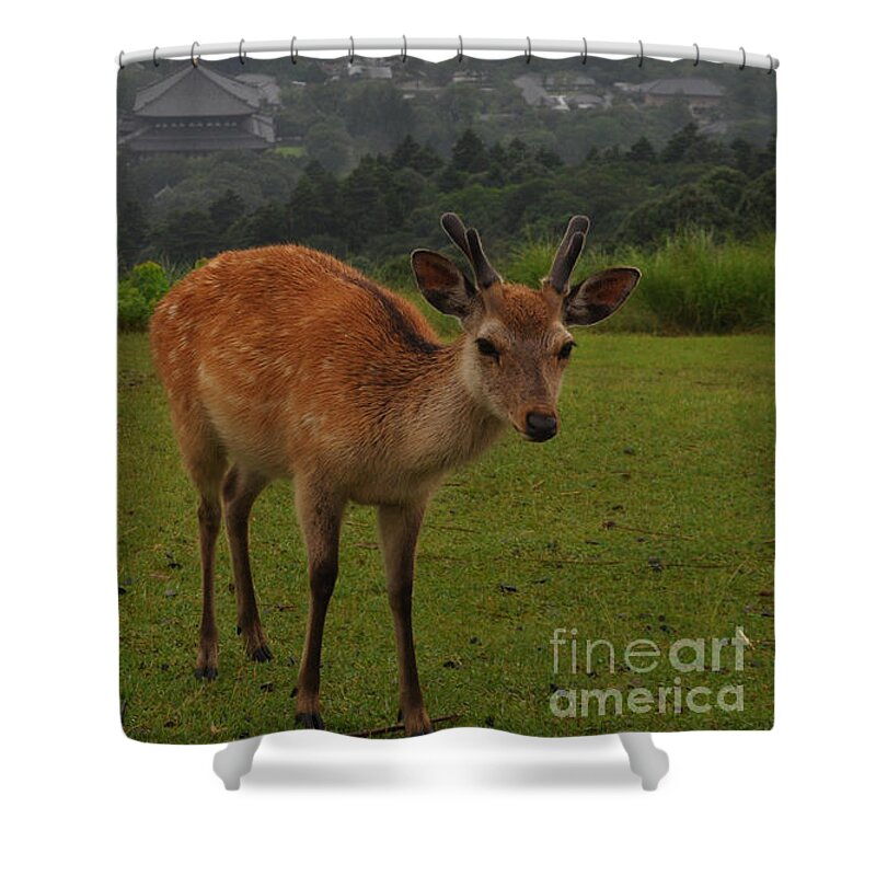 Deer Shower Curtain featuring the photograph Sacred Deer by Stevyn Llewellyn
