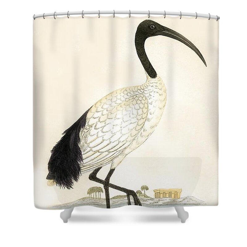 Bird Shower Curtain featuring the painting Sacred Ibis by English School
