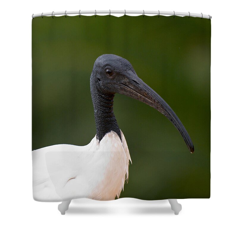 Lehtokukka Shower Curtain featuring the photograph Sacred Ibis by Jouko Lehto