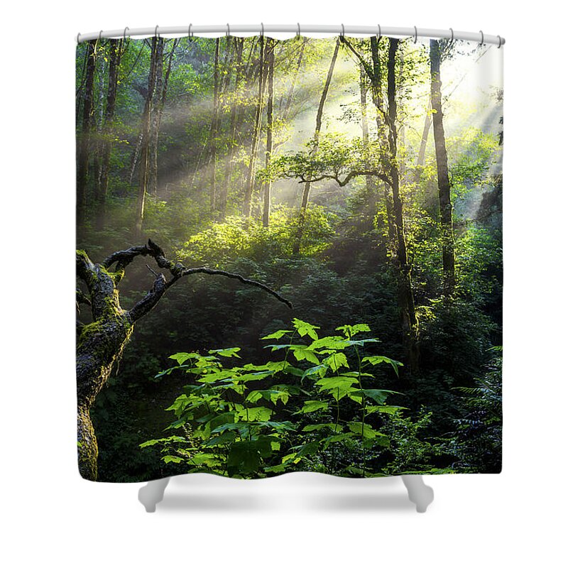 Light Shower Curtain featuring the photograph Sacred Light by Chad Dutson