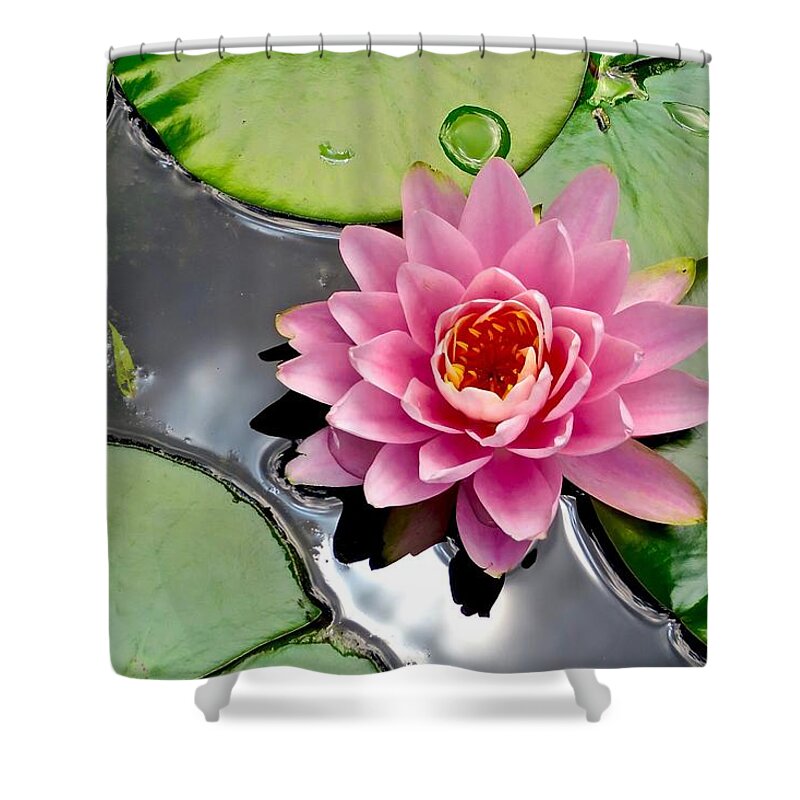 Lotus Shower Curtain featuring the photograph Sacred Lotus by Mike Reilly