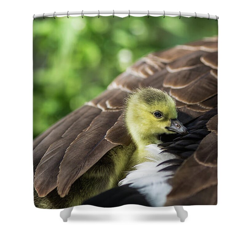 Baby Shower Curtain featuring the photograph Safe Place by Eva Lechner