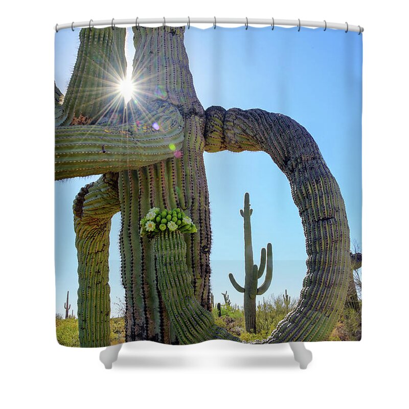 Blooms Shower Curtain featuring the photograph Saguaro Blooms with Burst of Light by Joanne West
