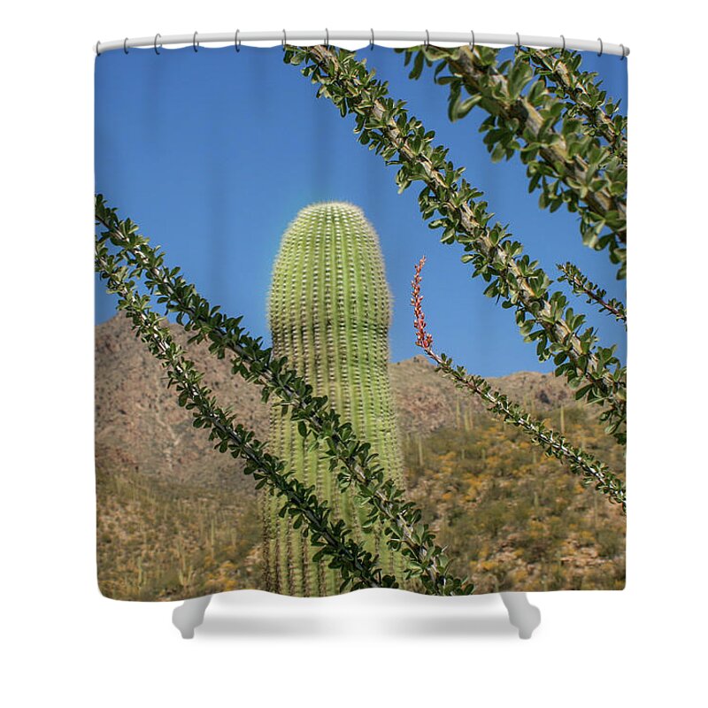Arizona Shower Curtain featuring the photograph Saguarotillo by Jen Manganello