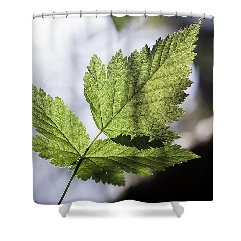 Astoria Shower Curtain featuring the photograph Salmonberry Leaf by Robert Potts