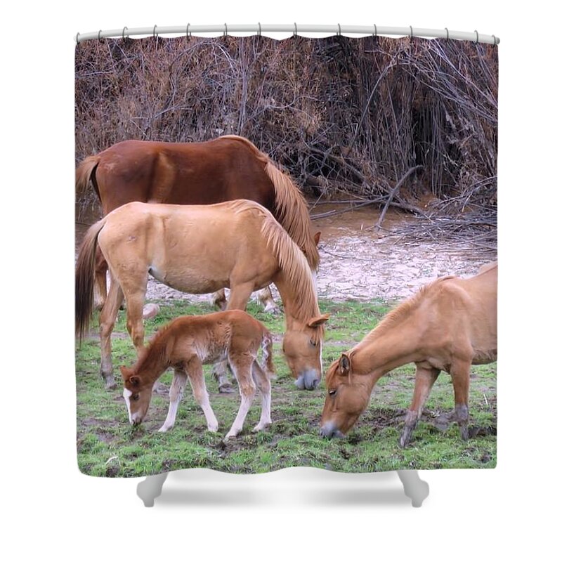 Arizona Shower Curtain featuring the photograph Salt River Wild Horses in Winter by Judy Kennedy