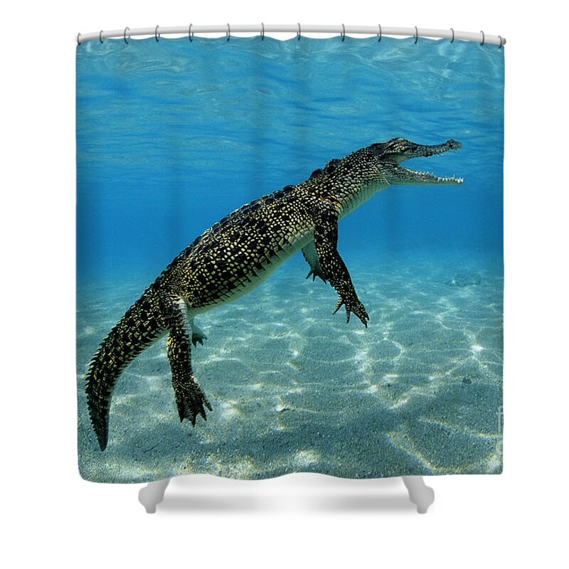 Saltwater Crocodile Shower Curtain