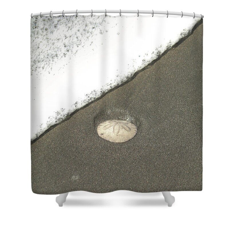 Sand Dollar Shower Curtain featuring the photograph Sand Dollar by Dr Janine Williams