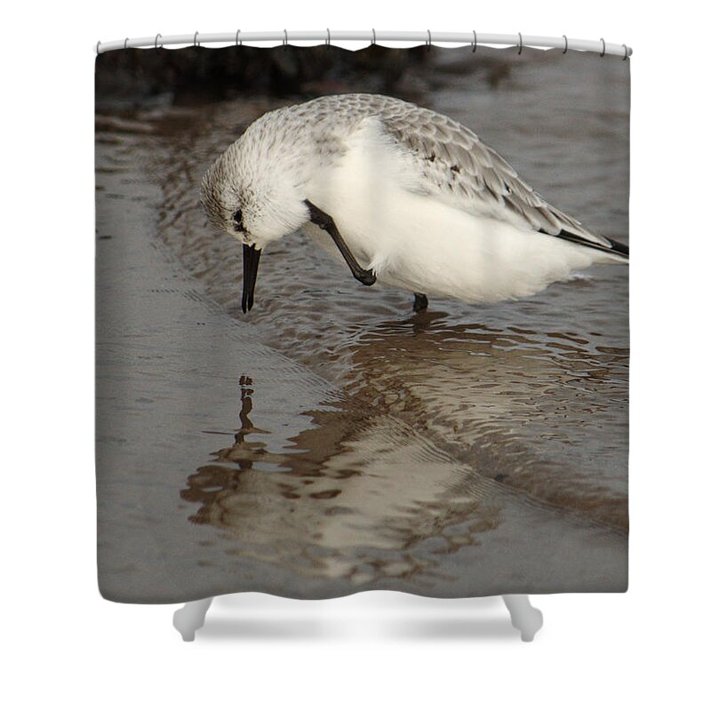 Bird Shower Curtain featuring the photograph Sanderling Scratching by Adrian Wale