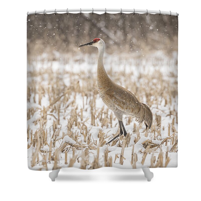 Sandhill Crane Shower Curtain featuring the photograph Sandhill Crane 2016-3 by Thomas Young