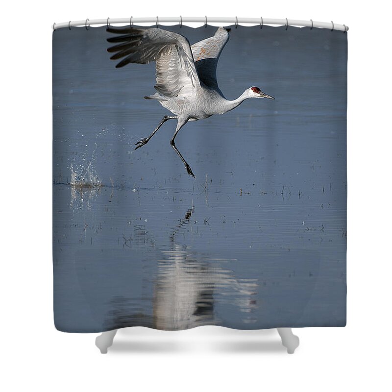 Sandhill Crane Shower Curtain featuring the photograph SandHill Crane running on water by Gary Langley