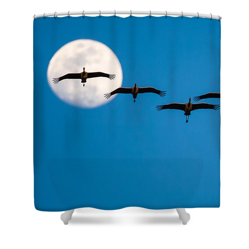 Bird Shower Curtain featuring the photograph Sandhill Cranes and Full Moon by Jeff Phillippi