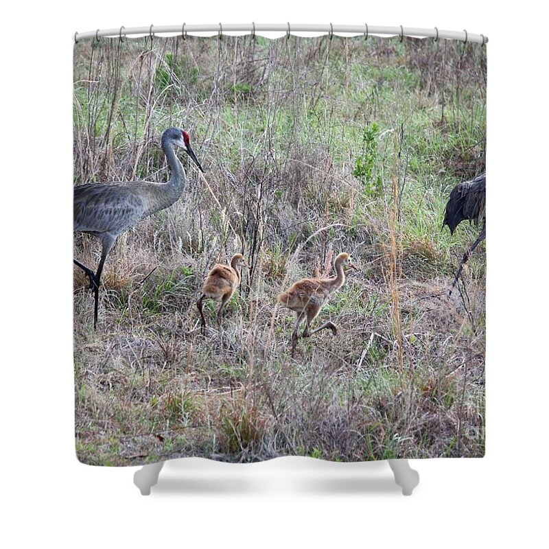 Sandhill Crane Shower Curtain featuring the photograph Sandhill Family Walking through the Marsh by Carol Groenen