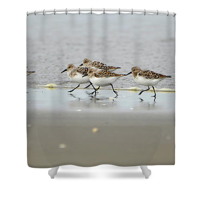 Denise Bruchman Shower Curtain featuring the photograph Sandpiper Rush Hour by Denise Bruchman