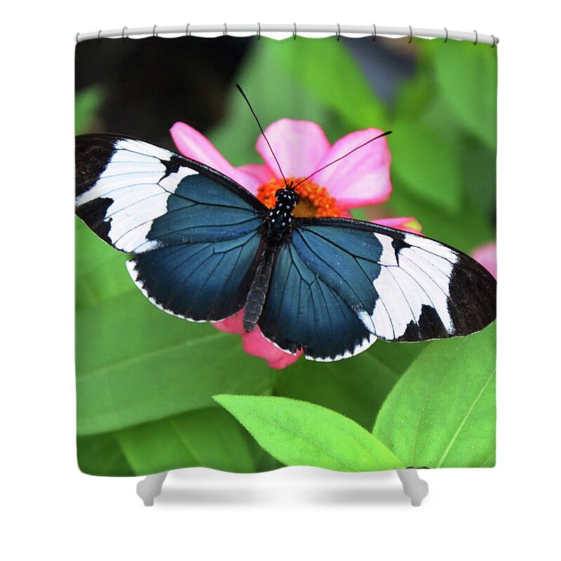 Sara Longwing Butterfly Shower Curtain featuring the photograph Sara Longwing butterfly by Ronda Ryan