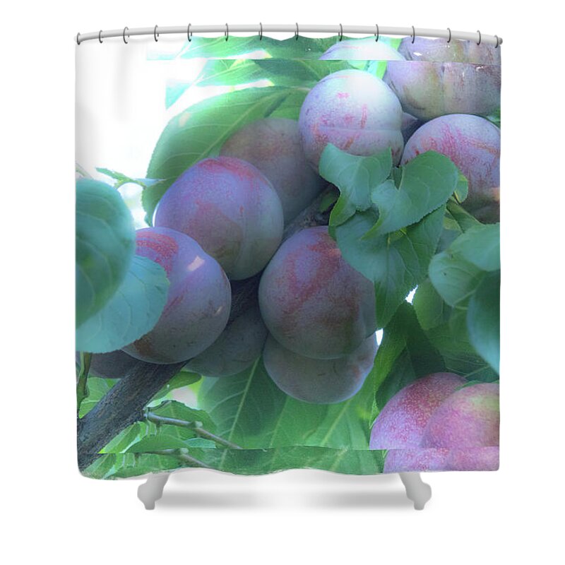 Satsuma Plum Shower Curtain featuring the photograph Satsuma Plum Framed by Mick Anderson