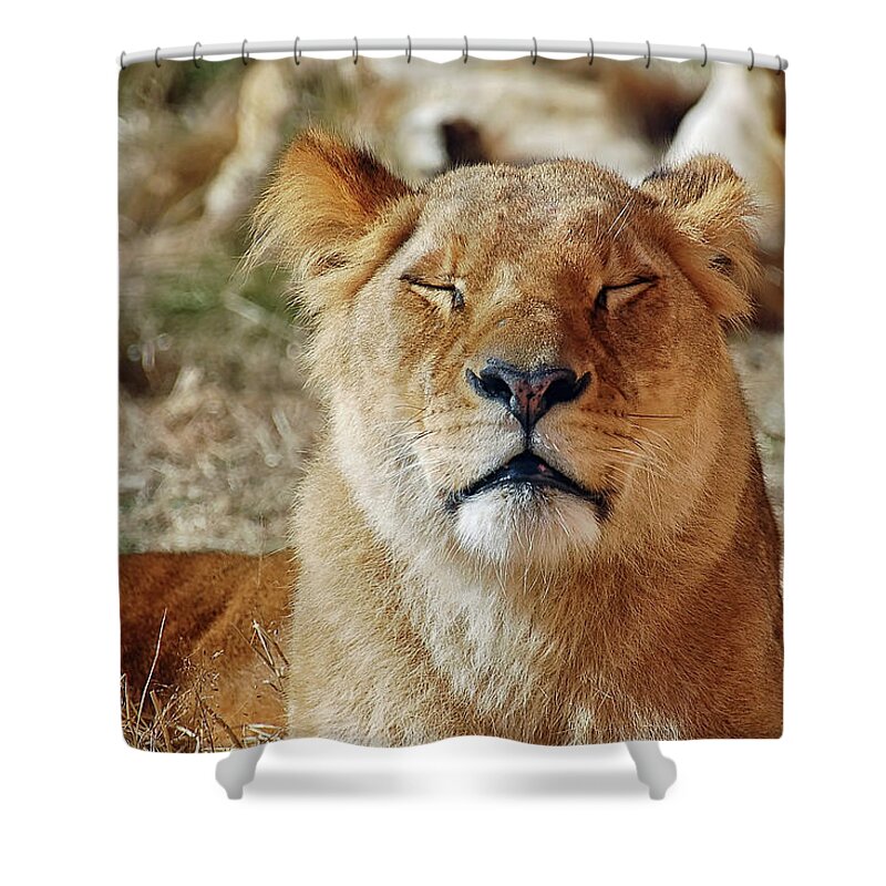 Lion Shower Curtain featuring the photograph Savoring the sun by Kuni Photography