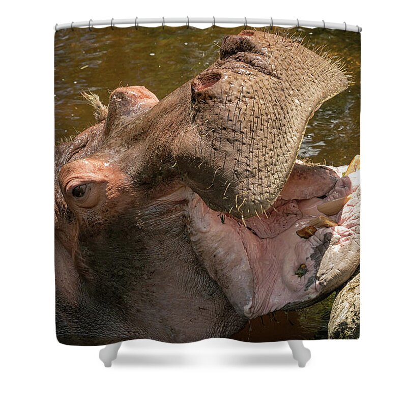 Hippo Shower Curtain featuring the photograph Say Ahhhh by Travis Rogers