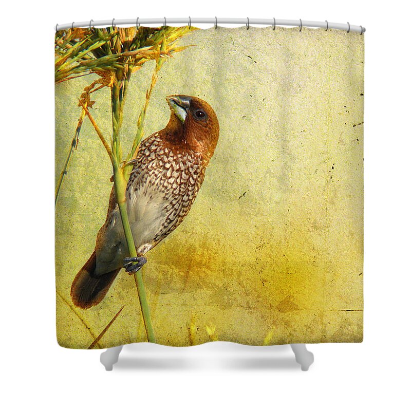 Scaly-breasted Munia Shower Curtain featuring the photograph Scaly-breasted Munia by Perry Van Munster
