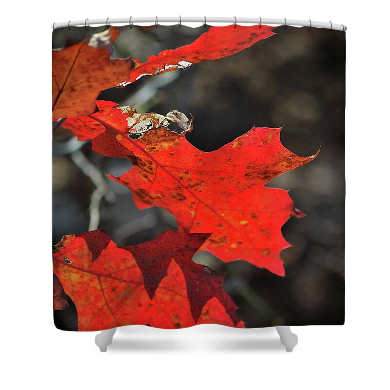 Autumn Shower Curtain featuring the photograph Scarlet Autumn by Ron Cline