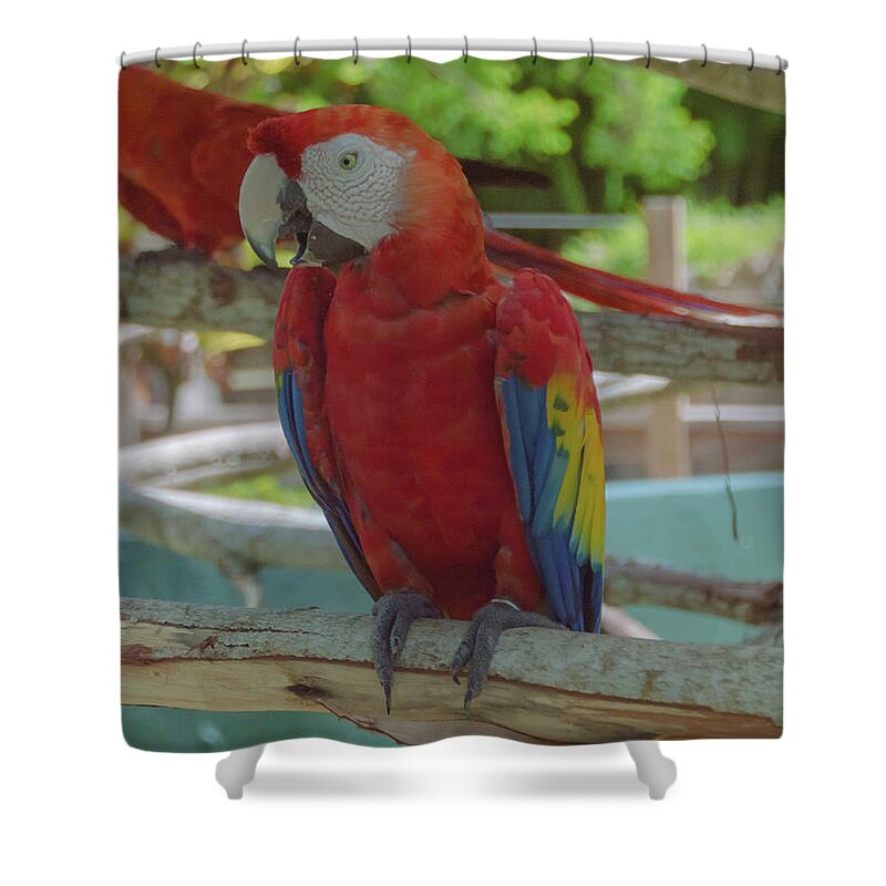 Maccaw Shower Curtain featuring the photograph Scarlet Macaw by Judy Hall-Folde