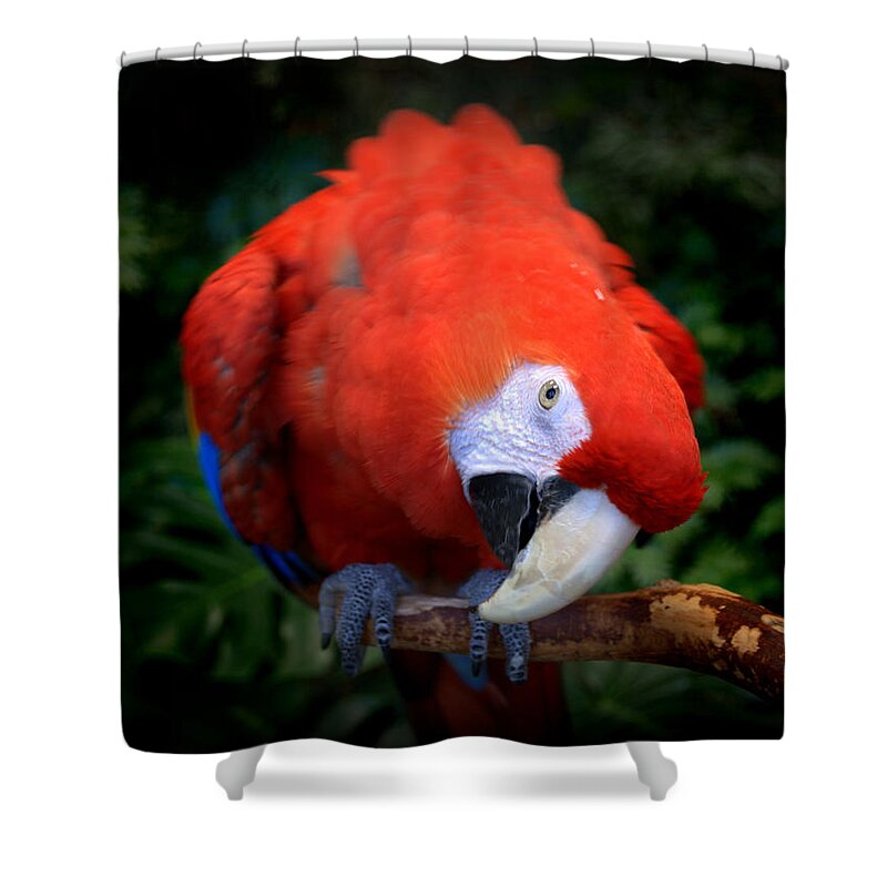 Bird Shower Curtain featuring the photograph Scarlet Macaw by Nathan Abbott