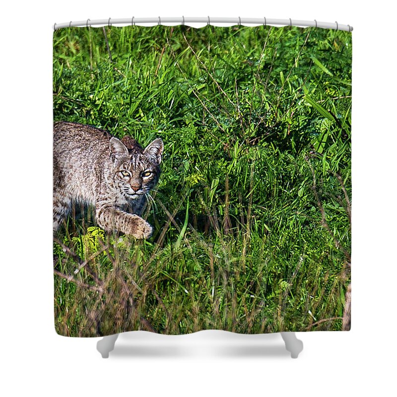 Bobcat Shower Curtain featuring the photograph Scars Stalk by Kevin Dietrich
