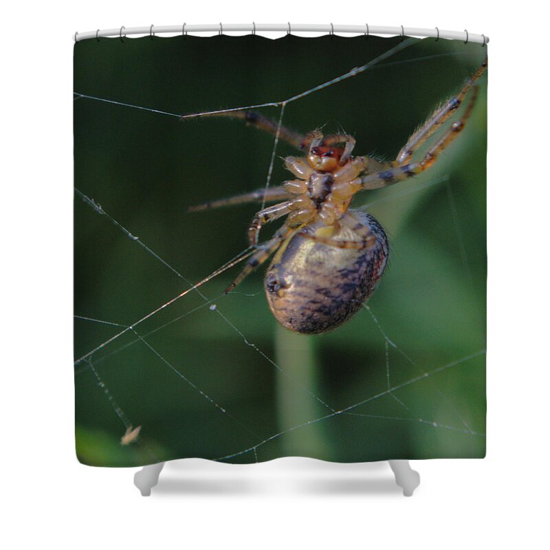 Spider Shower Curtain featuring the photograph Scary Masked Doll Spider by Adrian Wale