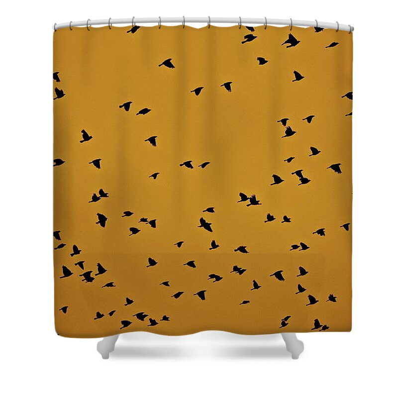 Birds Shower Curtain featuring the photograph Scatter by Diana Hatcher