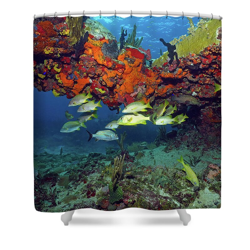 Coral Reef Shower Curtain featuring the photograph Schooling Fish at Calf Rock by Pauline Walsh Jacobson