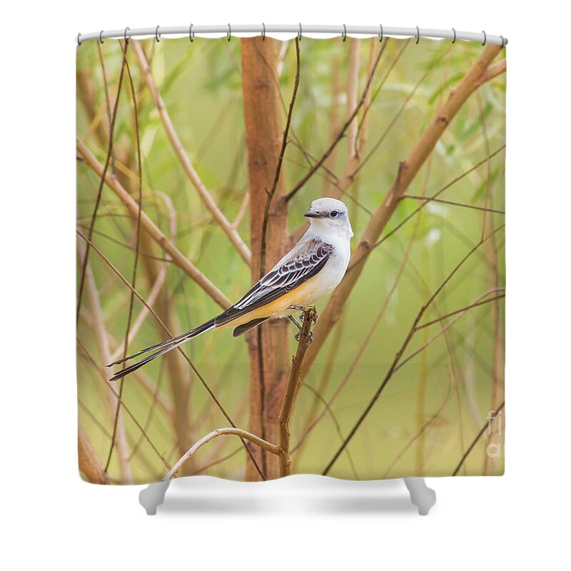Animal Shower Curtain featuring the photograph Scissortail In Scrub by Robert Frederick