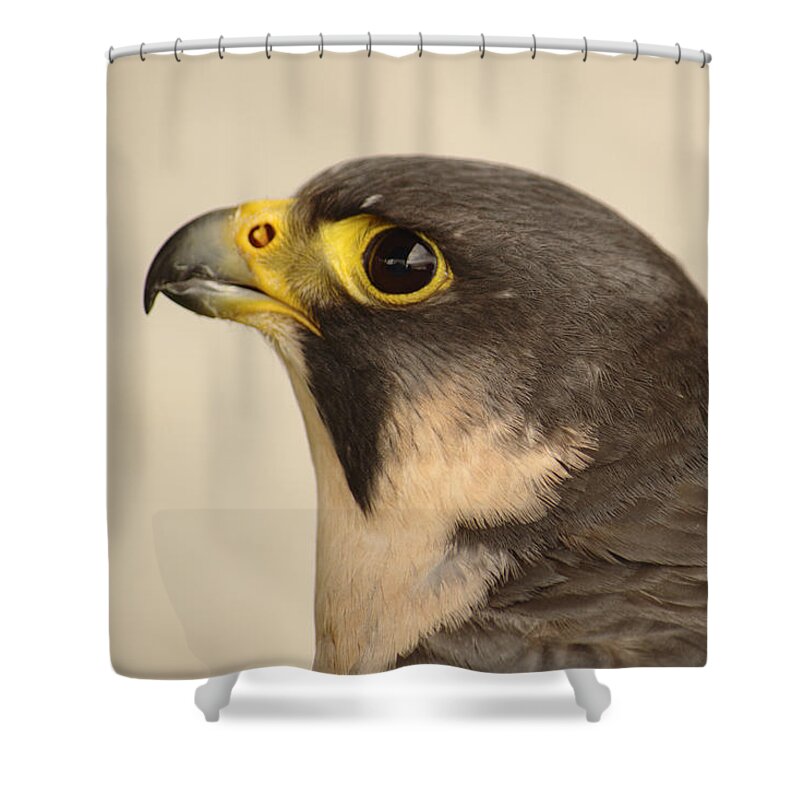Portrait Shower Curtain featuring the photograph Scottish Peregrine Falcon Portrait by Adrian Wale