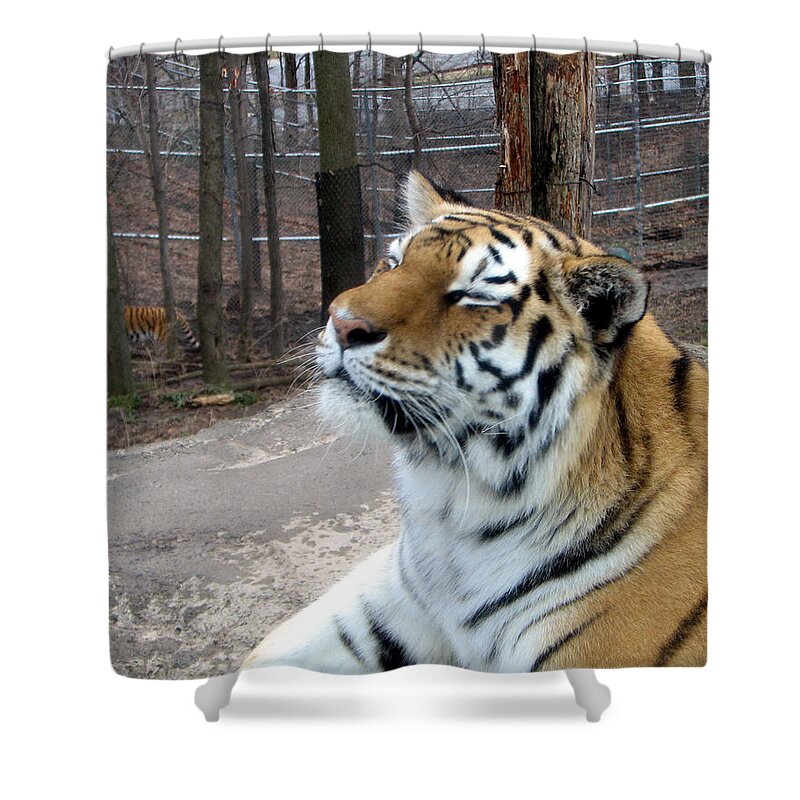 Tiger Print Shower Curtain featuring the photograph Scratch My Chin by George Jones
