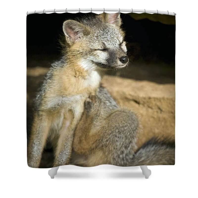 Gray Fox Shower Curtain featuring the photograph Scratching Gray Fox by Michael Dougherty