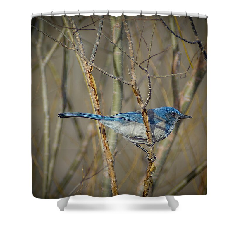 Scrub Jay Shower Curtain featuring the photograph Scrub Jay by Rick Mosher