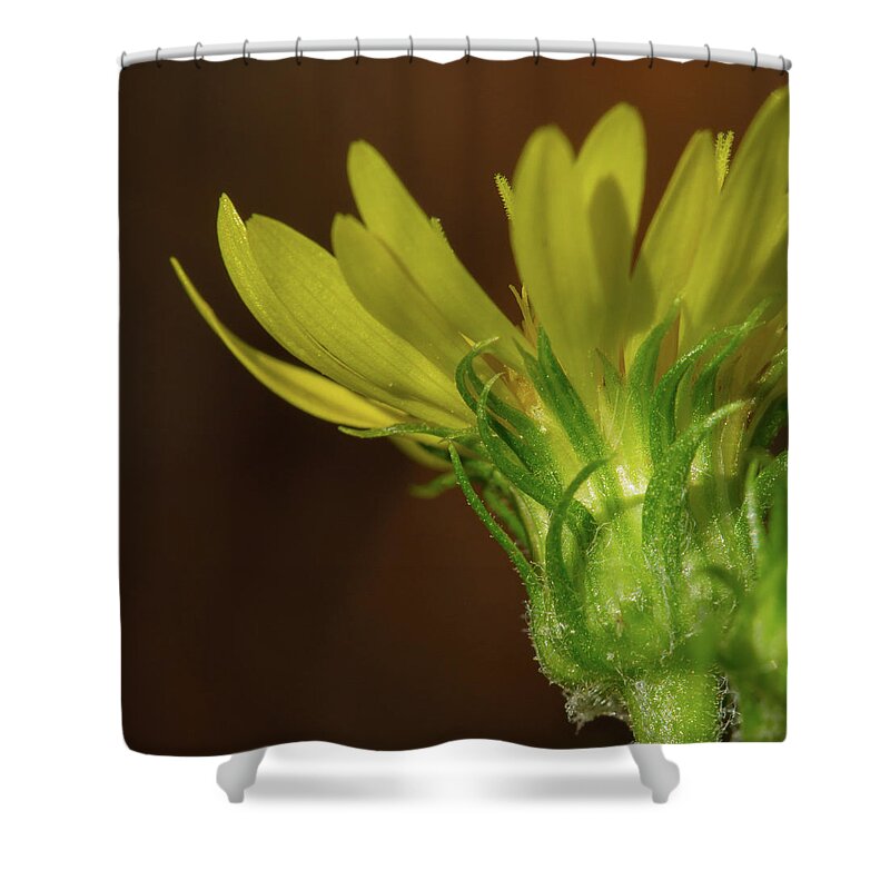 Goldenaster Shower Curtain featuring the photograph Scrubland Goldenaster by Paul Rebmann