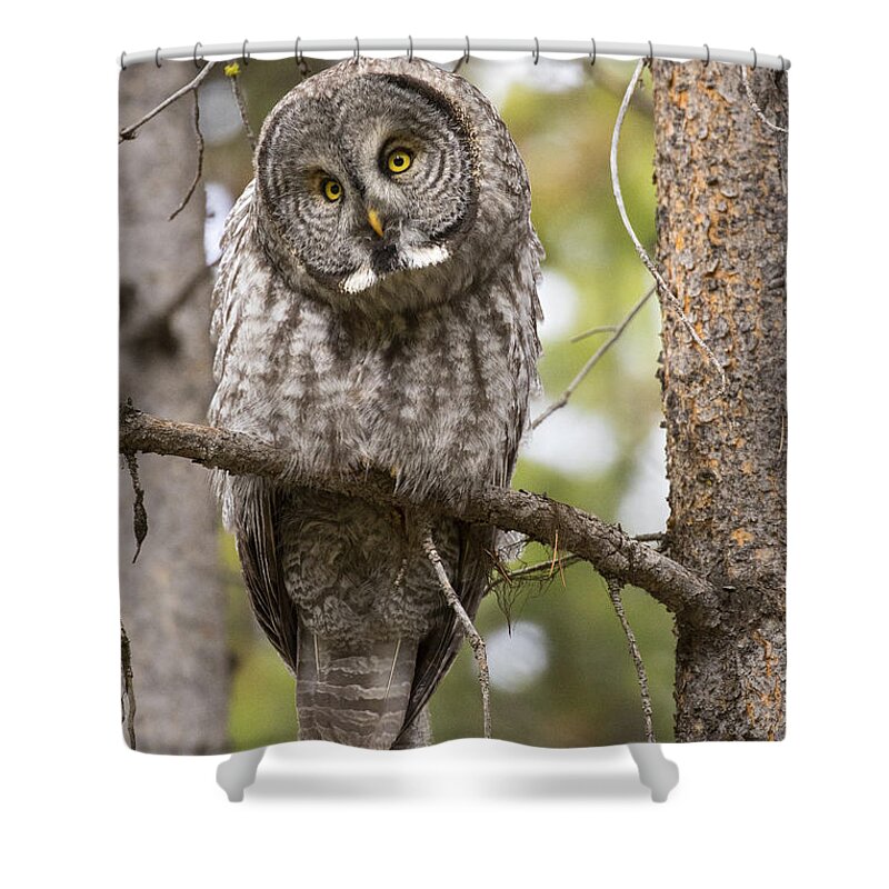 Great Gray Owl Shower Curtain featuring the photograph Scrutiny by Aaron Whittemore