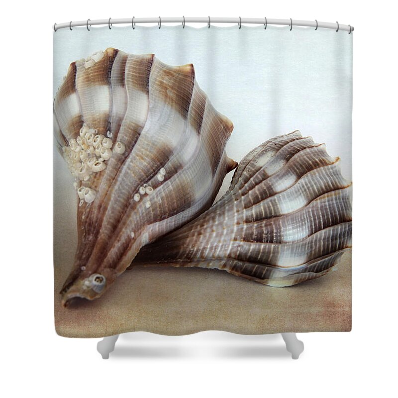 Beach Shower Curtain featuring the photograph Seashell Duo by David and Carol Kelly