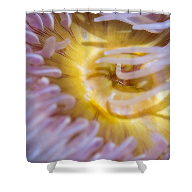The Aquarium Of The Pacific Shower Curtain featuring the photograph Sea Anemones 4 by David Zanzinger