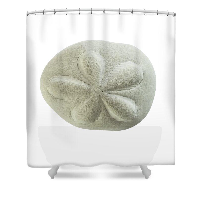 Sand Dollar Shower Curtain featuring the photograph Sea Biscuit by Judy Hall-Folde