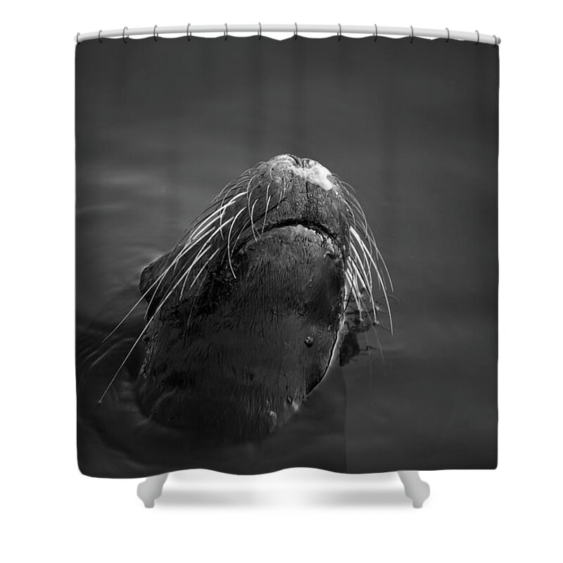 Wildlife Shower Curtain featuring the photograph Sea Lion V BW by David Gordon