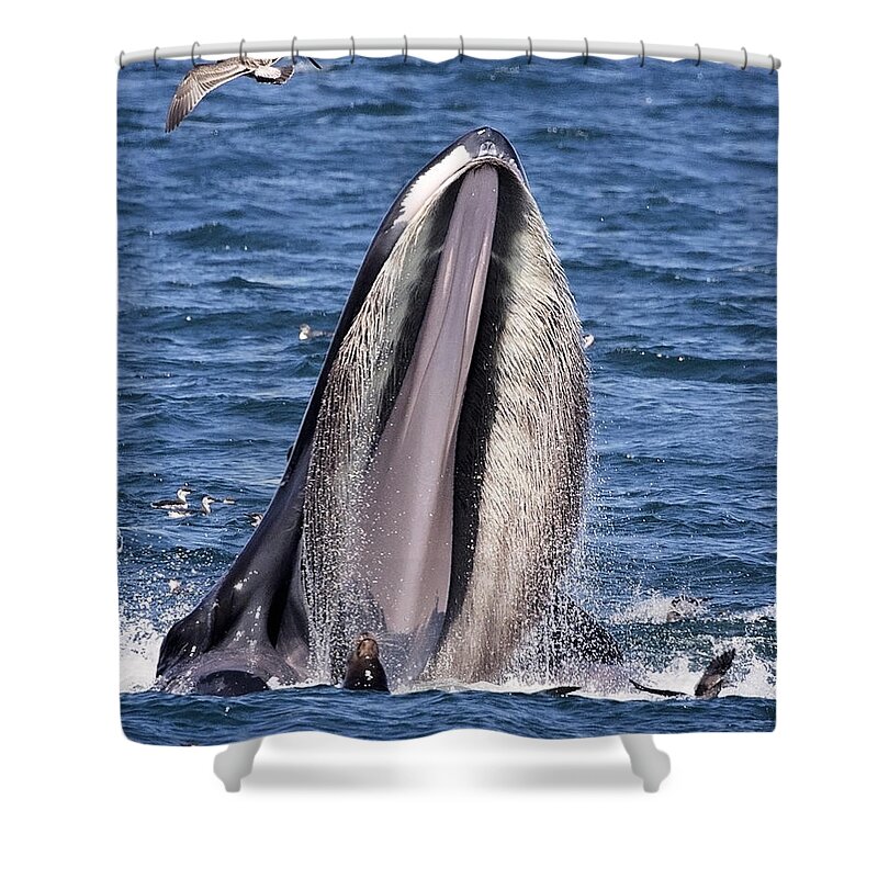 Humpback Shower Curtain featuring the photograph Sea Lions are Friends, Not Food by Deana Glenz